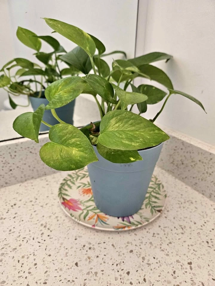 🌿 Golden Pothos in Pot