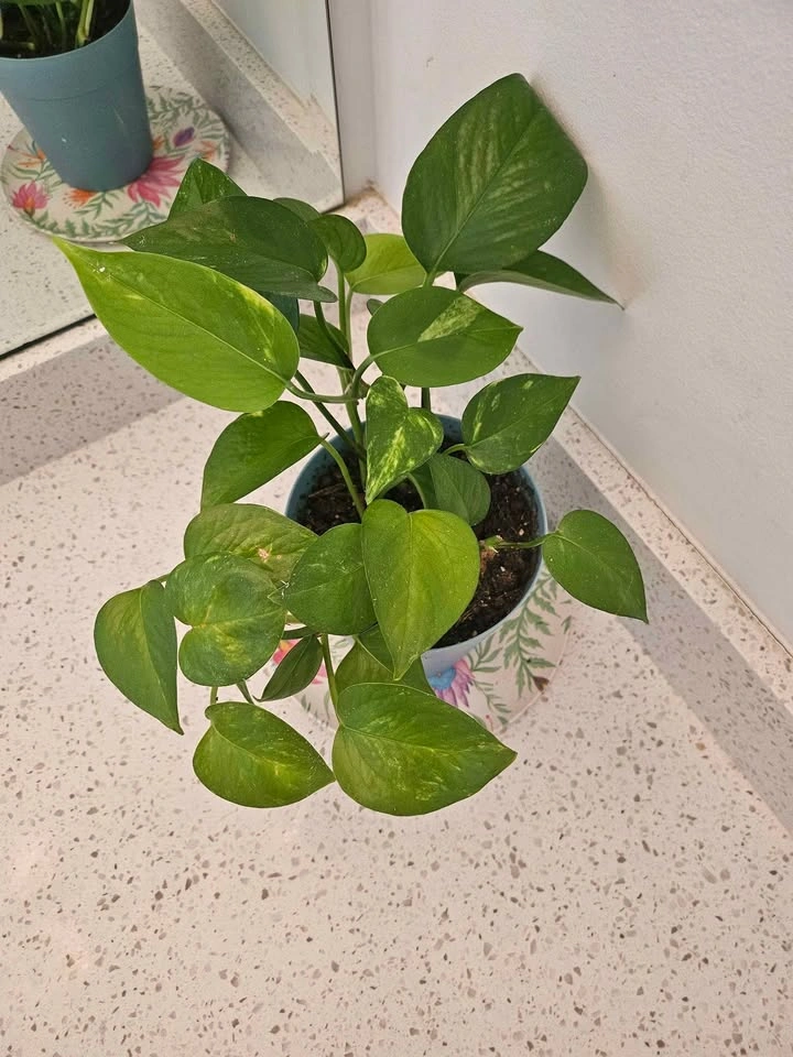 🌿 Golden Pothos in Pot - photo 2
