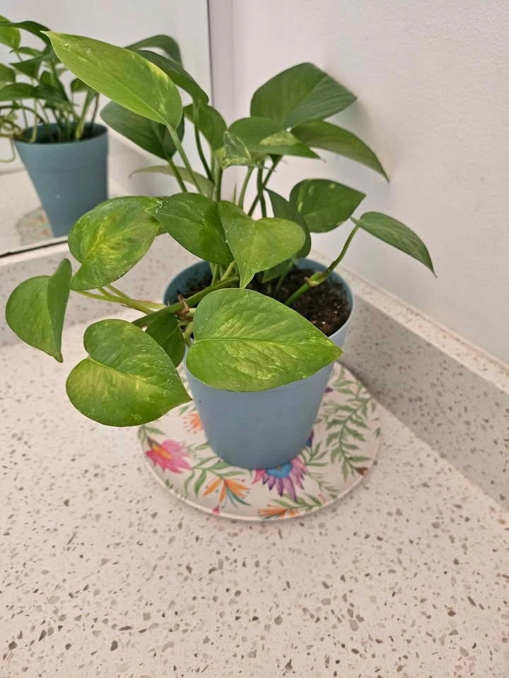 🌿 Golden Pothos in Pot - photo 3