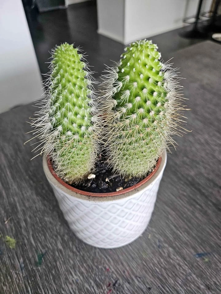 🌵 Cute Cactus Duo + Pot