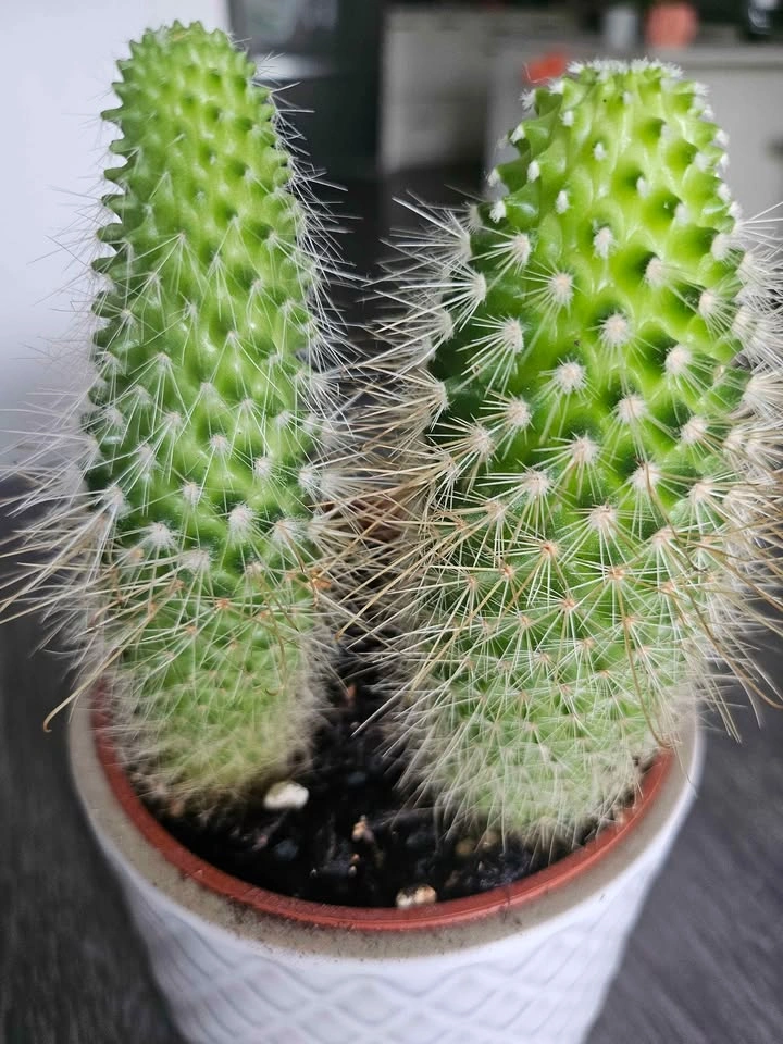 🌵 Cute Cactus Duo + Pot - photo 2