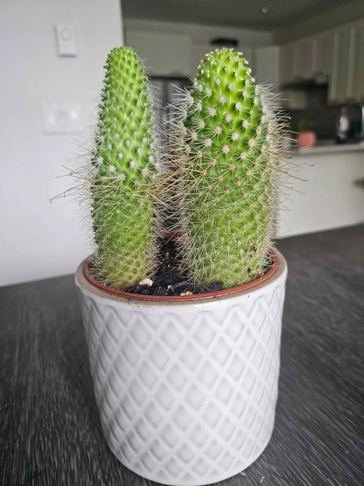 🌵 Cute Cactus Duo + Pot - photo 3