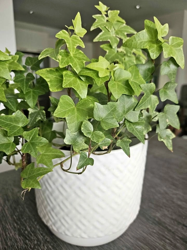 🌿 English Ivy in Decorative Pot