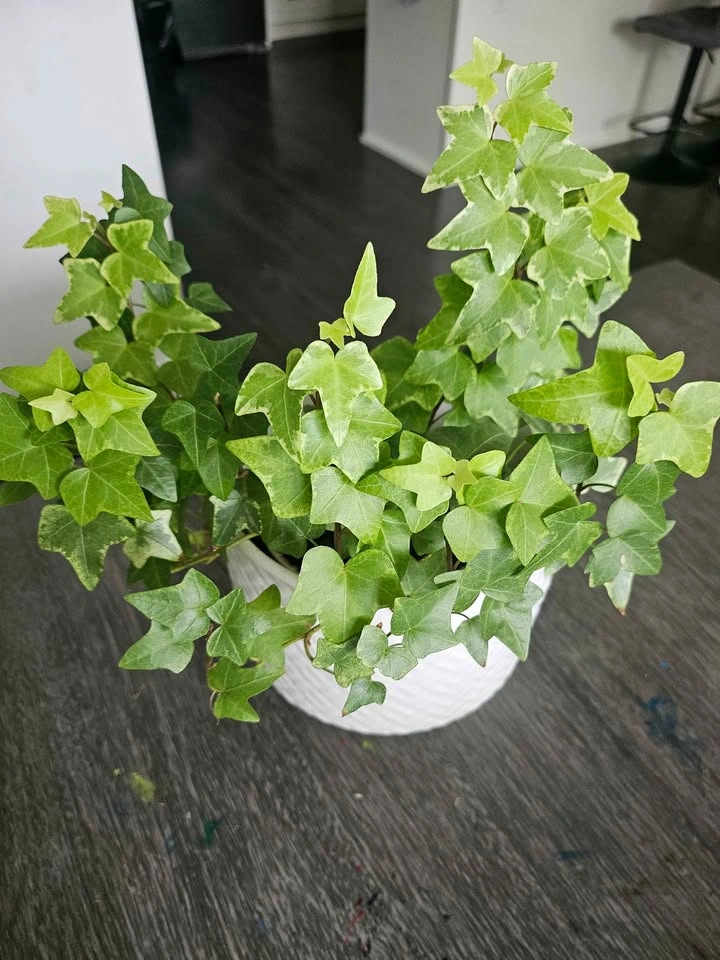 🌿 English Ivy in Decorative Pot - photo 2