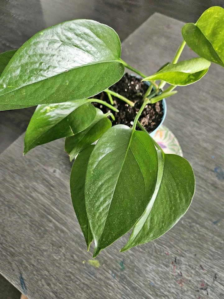 🌿 Healthy Pothos Plant