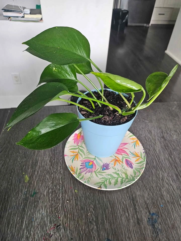 🌿 Healthy Pothos Plant - photo 2