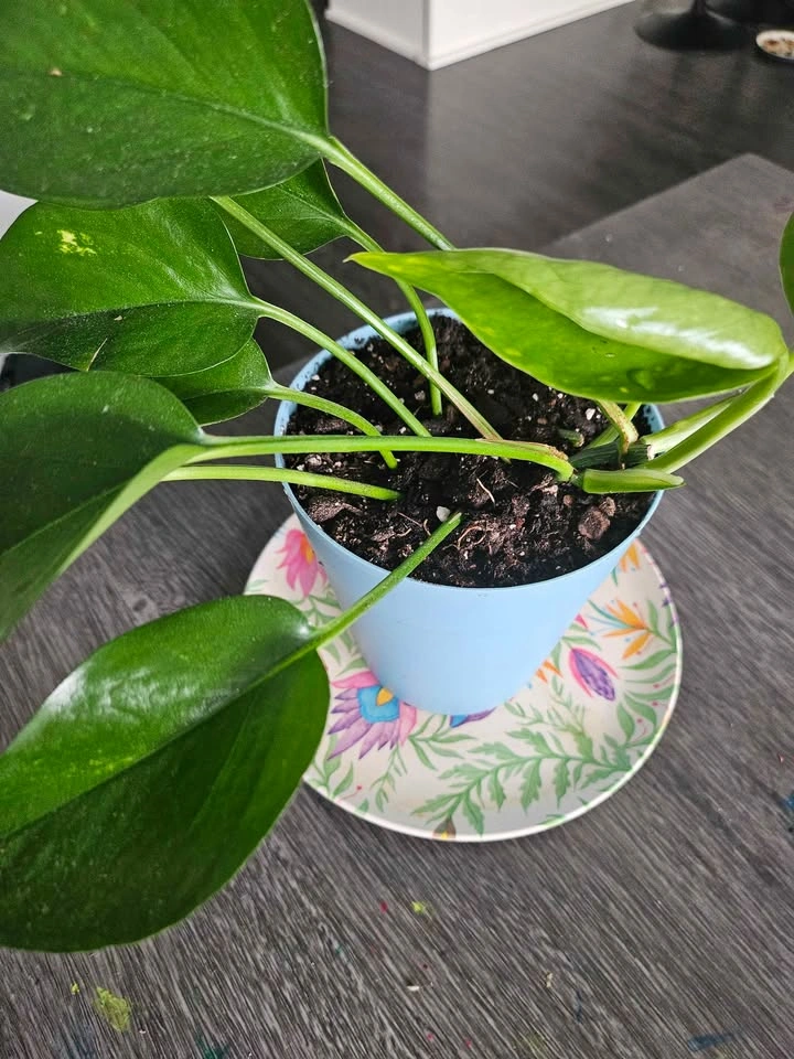 🌿 Healthy Pothos Plant - photo 3