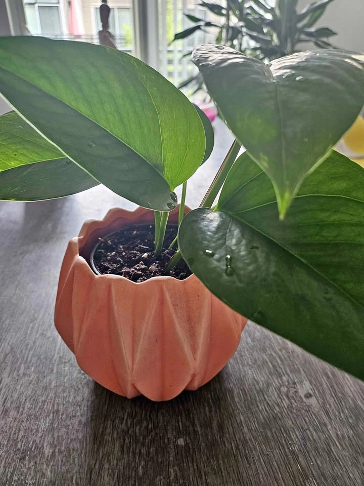 🌿 Pothos in Decorative Planter