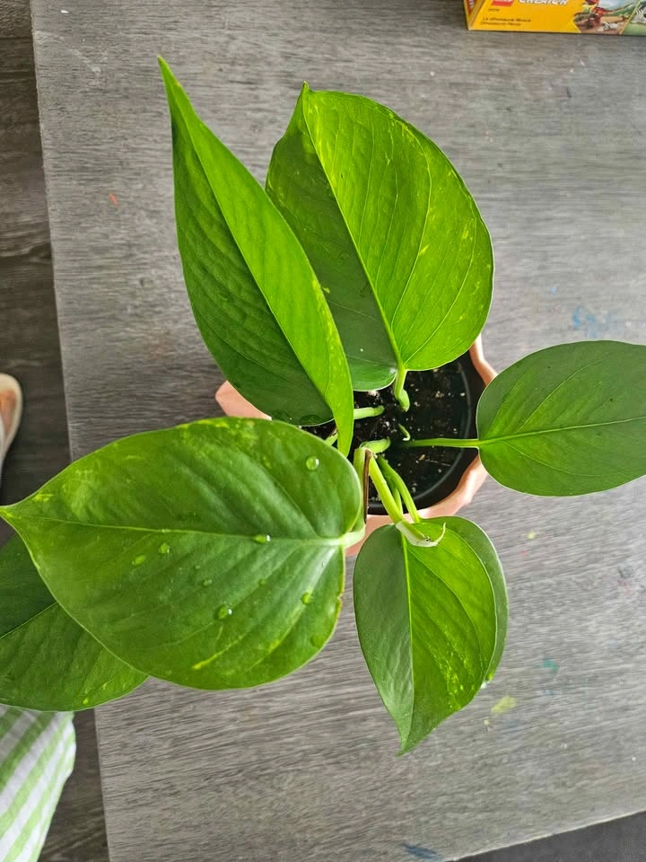 🌿 Pothos in Decorative Planter - photo 2