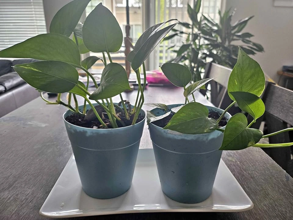 🌿 Pothos Plants – $10 each or both for $18