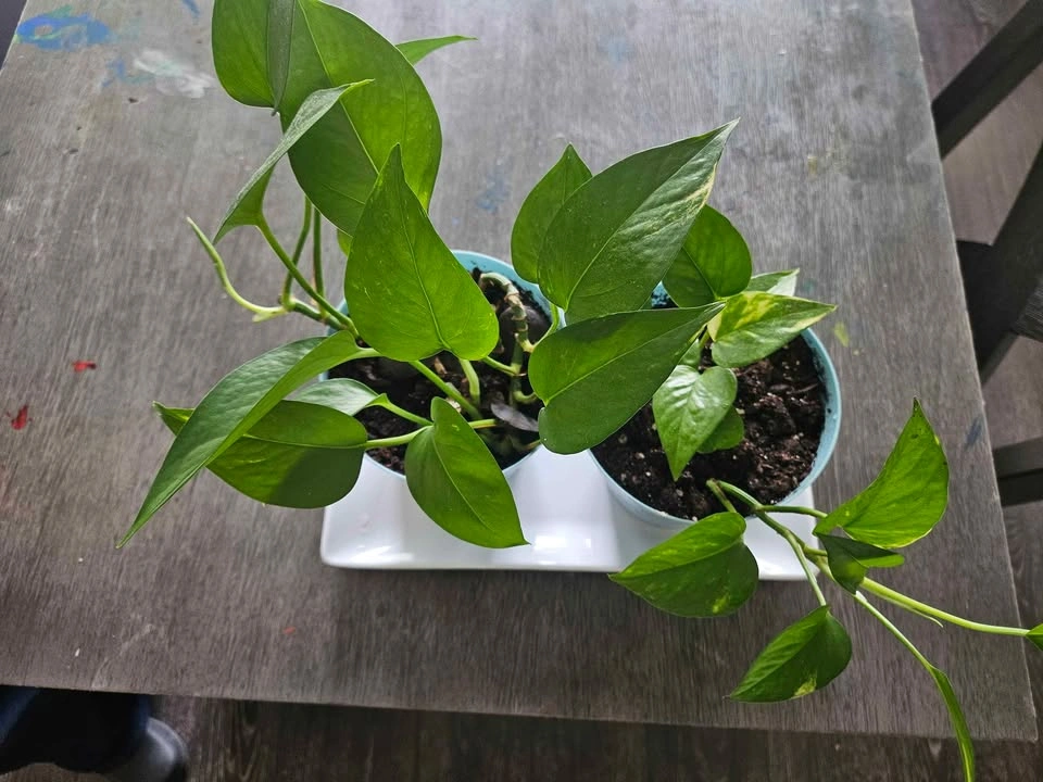 🌿 Pothos Plants – $10 each or both for $18 - photo 2