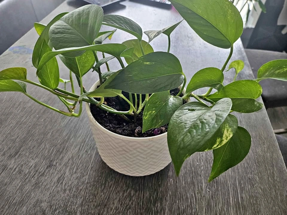 Pothos Plant in Decorative Pot 🌿