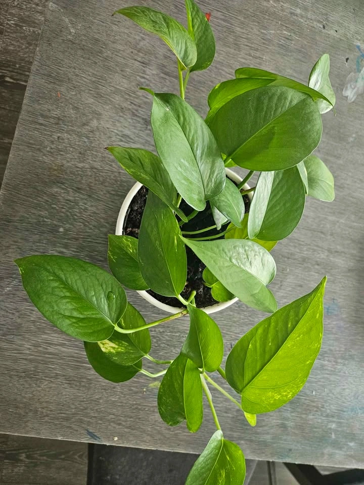 Pothos Plant in Decorative Pot 🌿 - photo 2