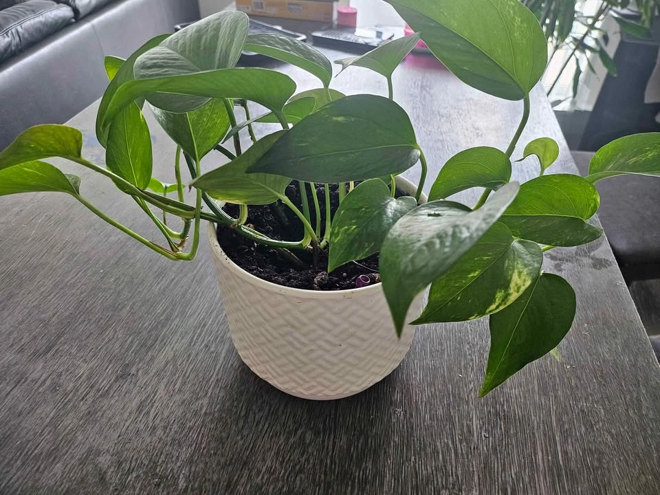 Pothos Plant in Decorative Pot 🌿 - photo 3