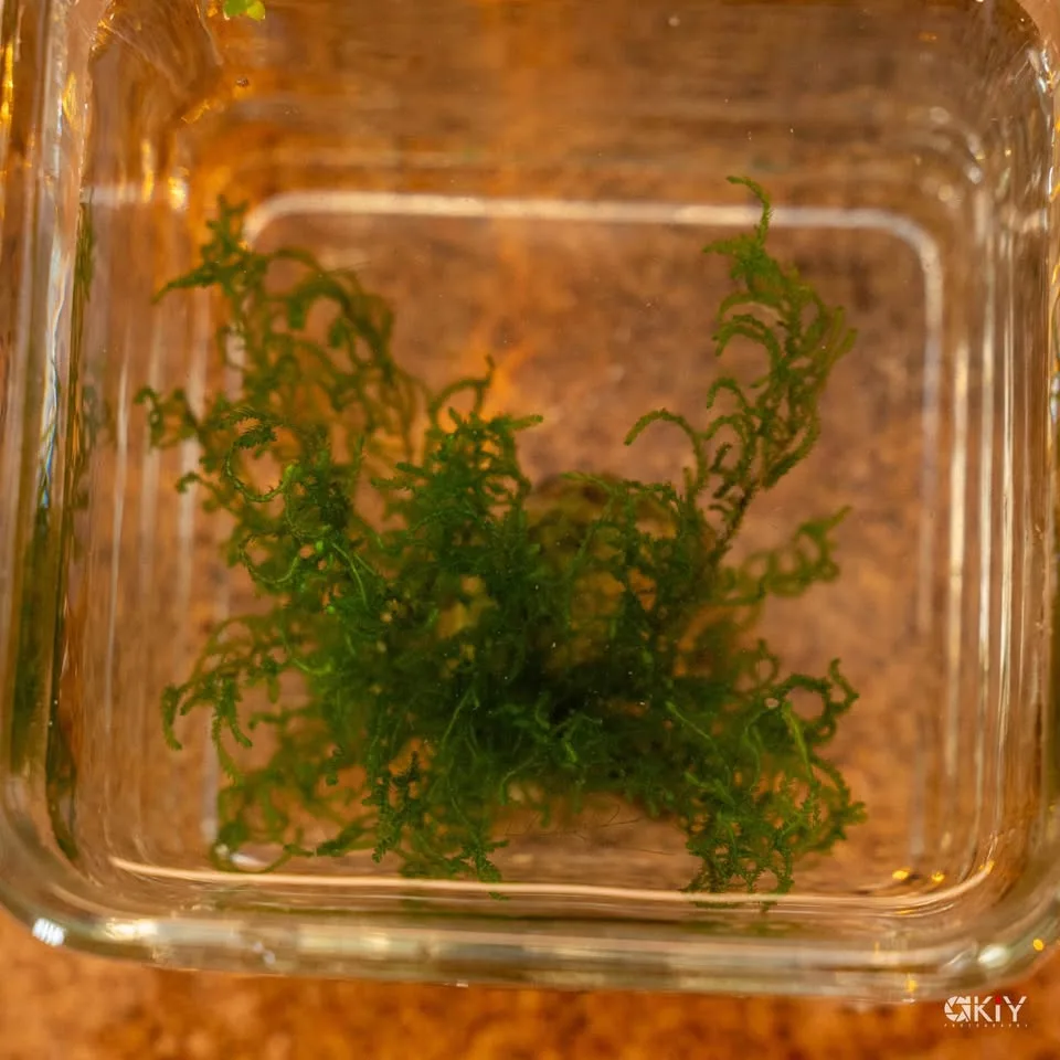 Flame moos Aquarium plants image indicator(2)