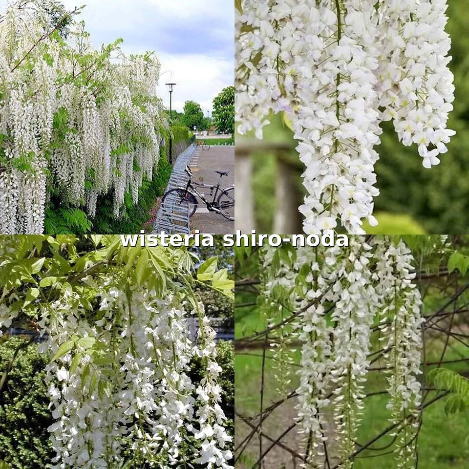 Glycine blanche rare "shiro-noda" white flowering wisteria