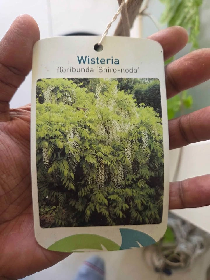Glycine blanche rare "shiro-noda" white flowering wisteria - photo 3