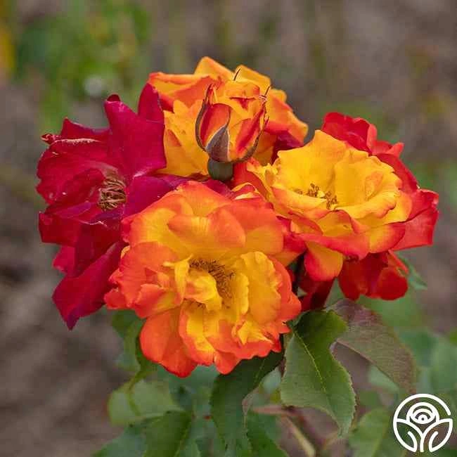 Multicolor Pinata Rose Bush