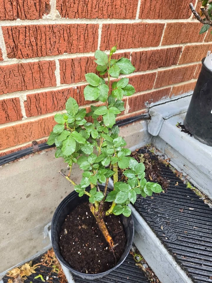 Multicolor Pinata Rose Bush - photo 3