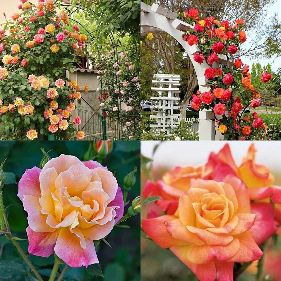 Vivace Rosier multicolore grimpant - climbing rose