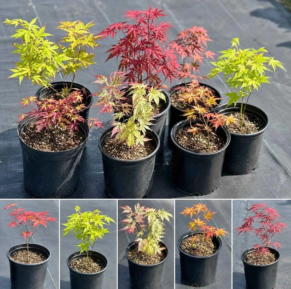 Lots of Japanese Maple Varieties