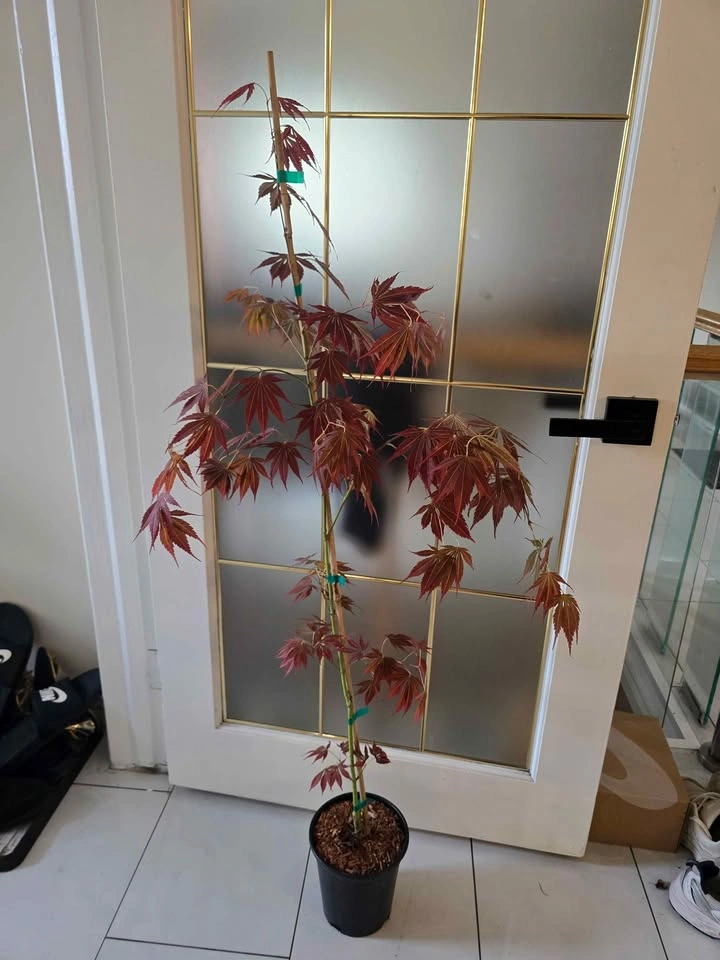 Lots of Japanese Maple Varieties - photo 2