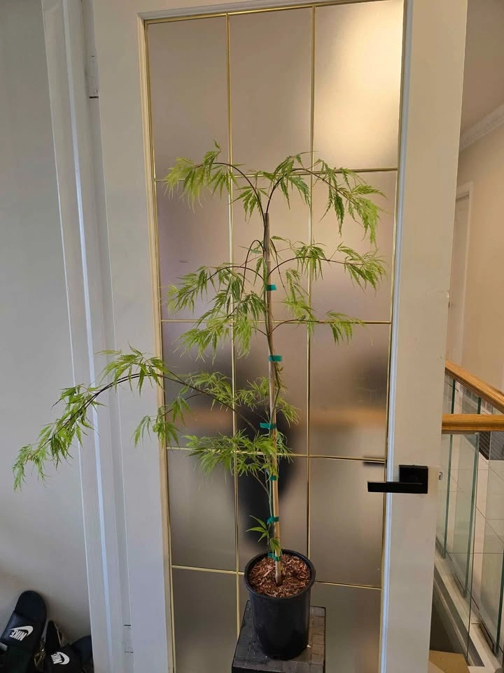 Lots of Japanese Maple Varieties - photo 3