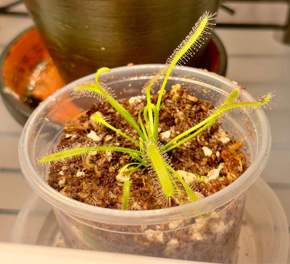 Drosera Capensis/Cape Sundews $10 Each