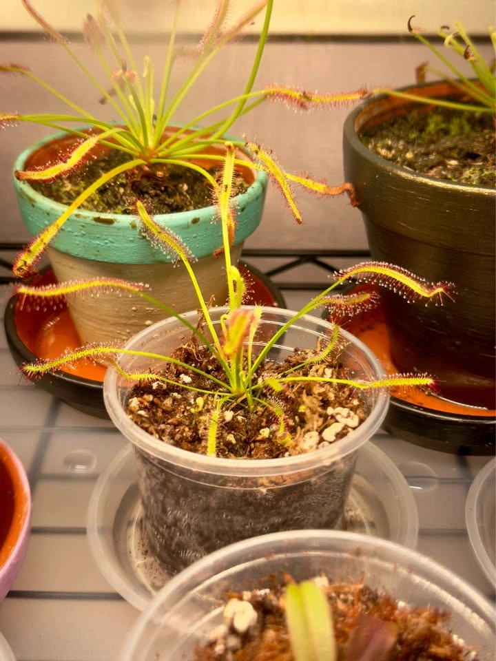 Drosera Capensis/Cape Sundews $10 Each - photo 2