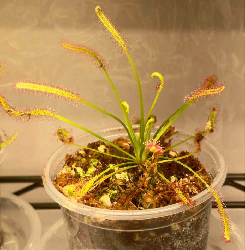 Drosera Capensis/Cape Sundews $10 Each - photo 3