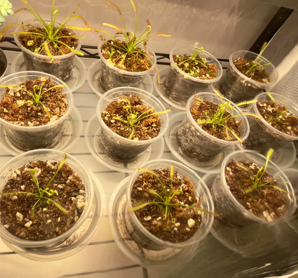 Drosera Capensis/Cape Sundews $10 Each - photo 4