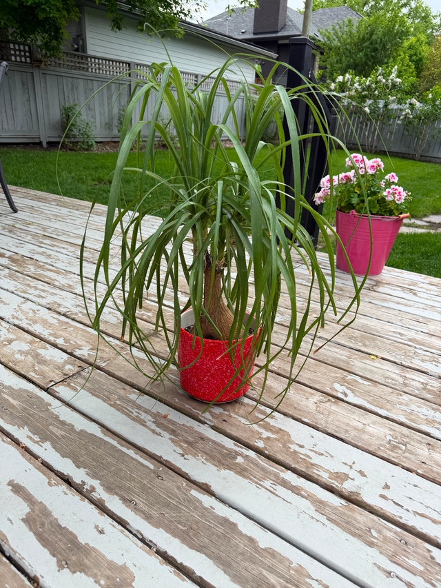 Plant-ponytail palm