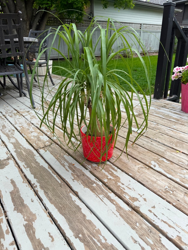 Plant-ponytail palm - photo 2
