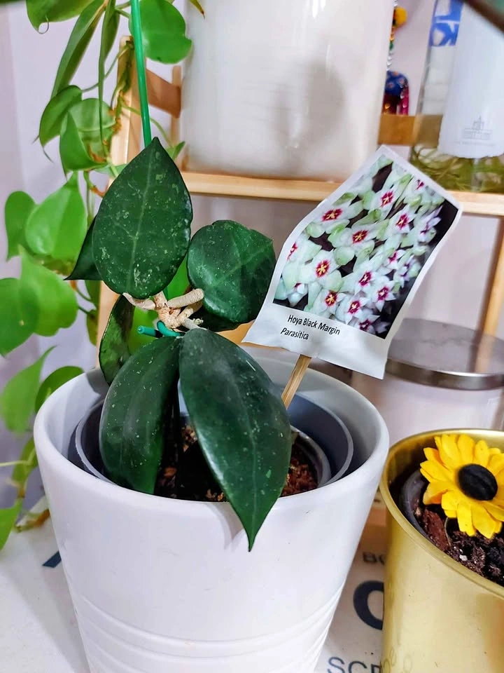 Hoya Black Margin Parasitica Plant with Planter