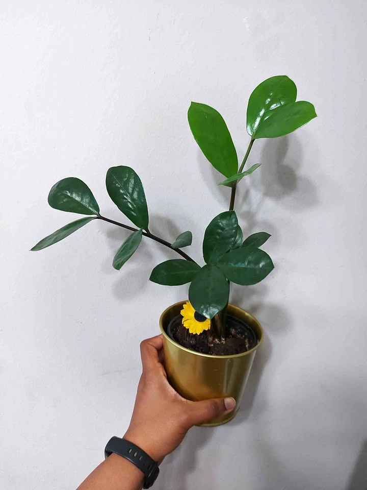 Zanzibar Gem/ ZZ Plant