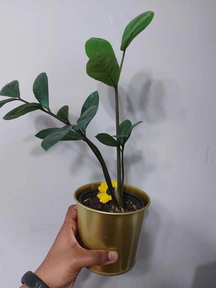 Zanzibar Gem/ ZZ Plant - photo 2