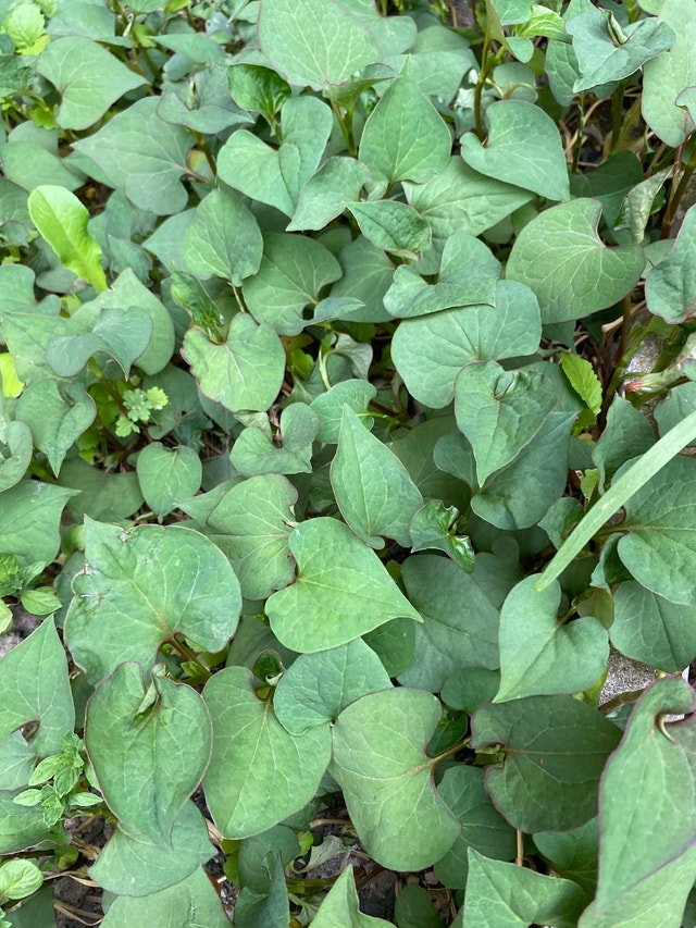 Asia herbs 1 root for $2
