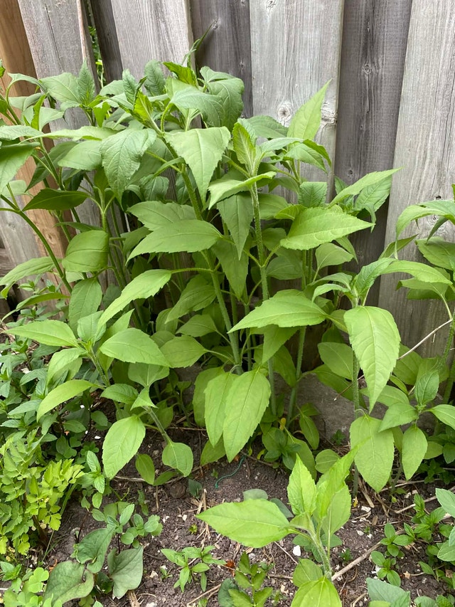 Sunchoke plant 1 plant for $2