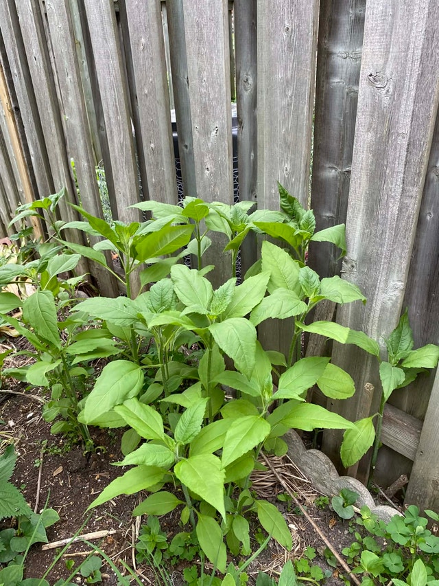 Sunchoke plant 1 plant for $2 - photo 2