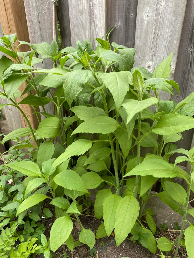 Sunchoke plant 1 plant for $2 - photo 3