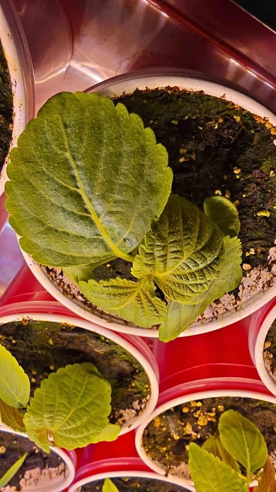 Korean Perilla Plant Seedlings