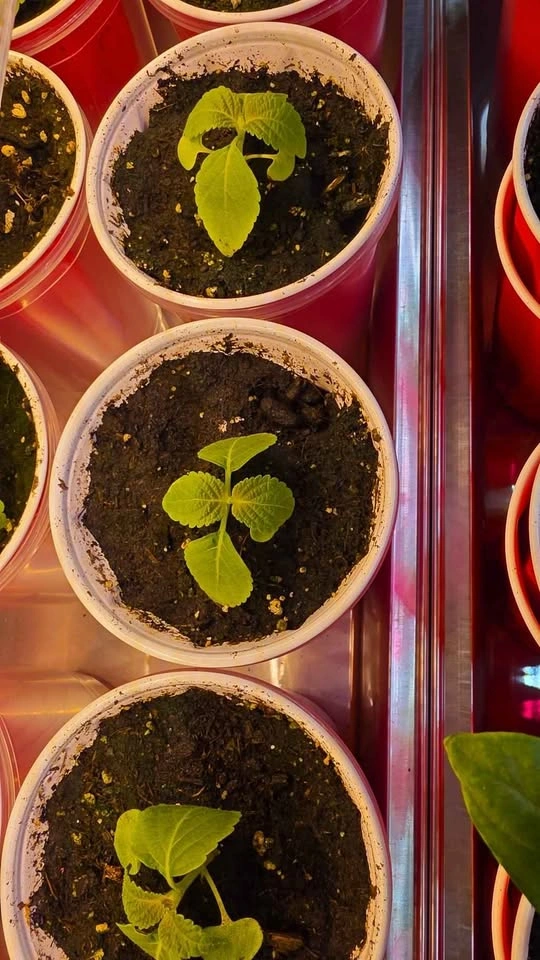 Korean Perilla Plant Seedlings - photo 2