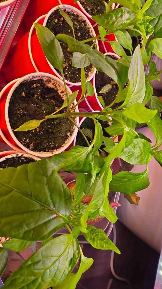 Korean Green Chilli Pepper Plant Seedlings