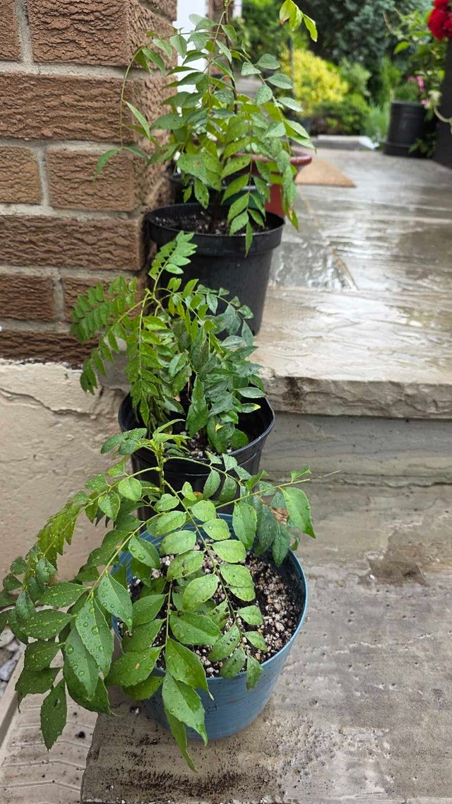 Curry Plant