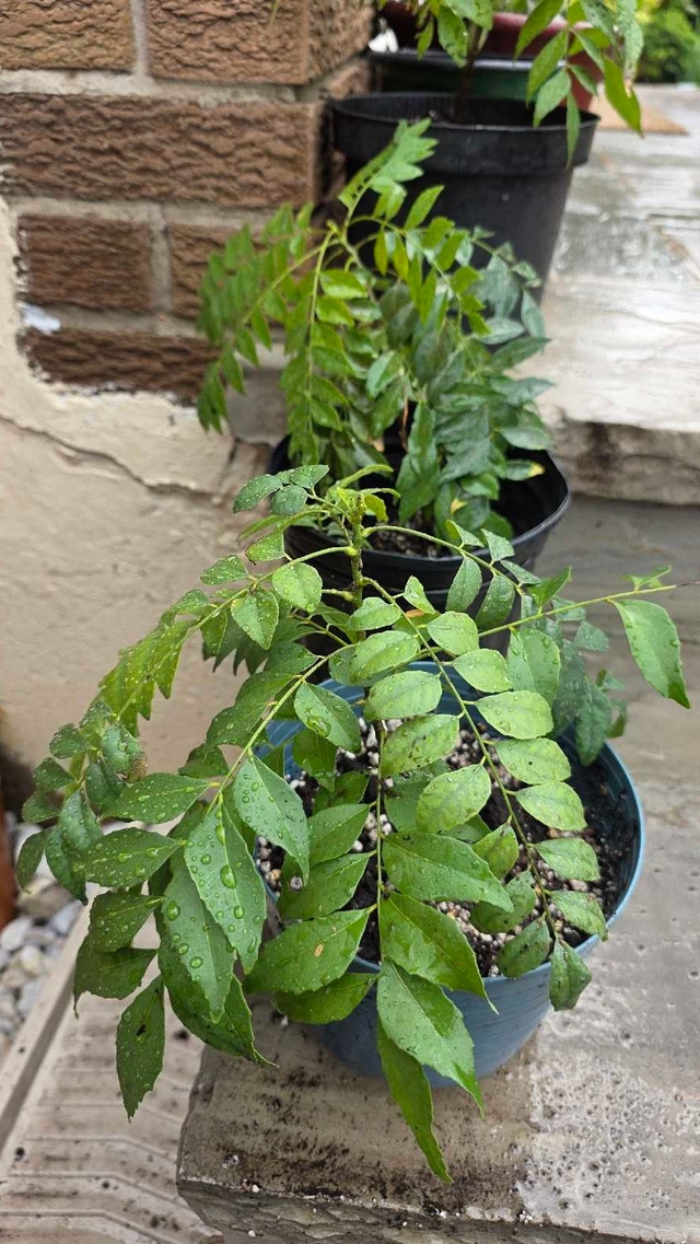 Curry Plant - photo 2