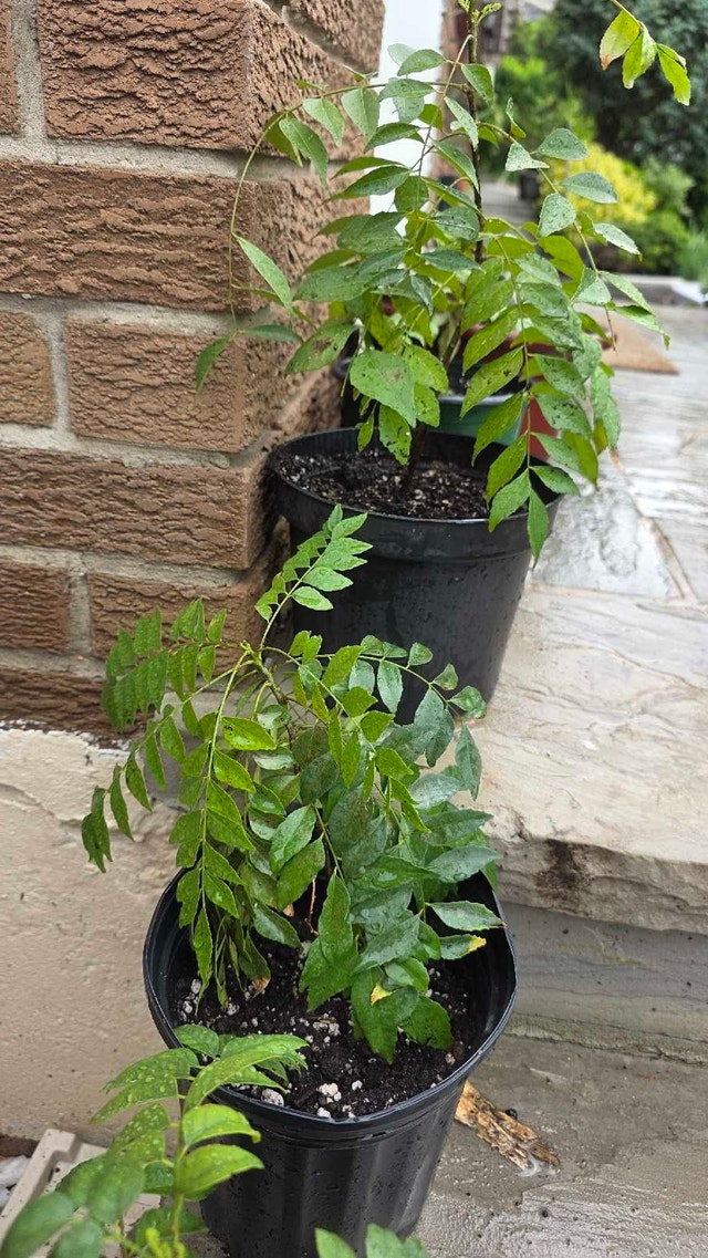 Curry Plant - photo 3