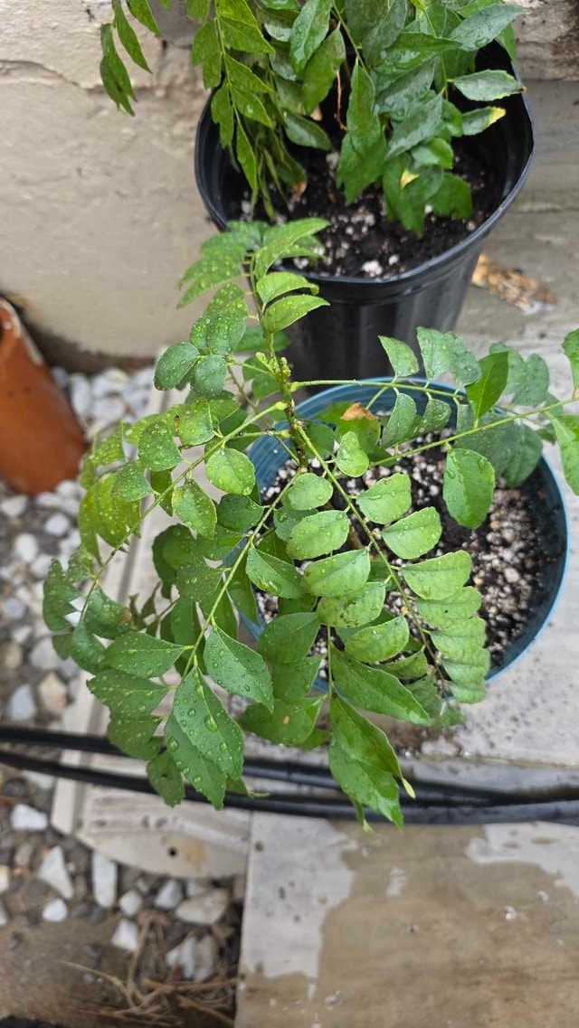 Curry Plant - photo 4