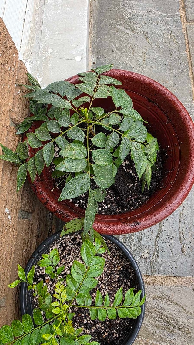 Curry Plant - photo 5