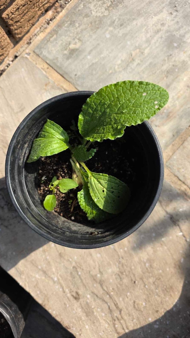 Borage for permaculture gardens