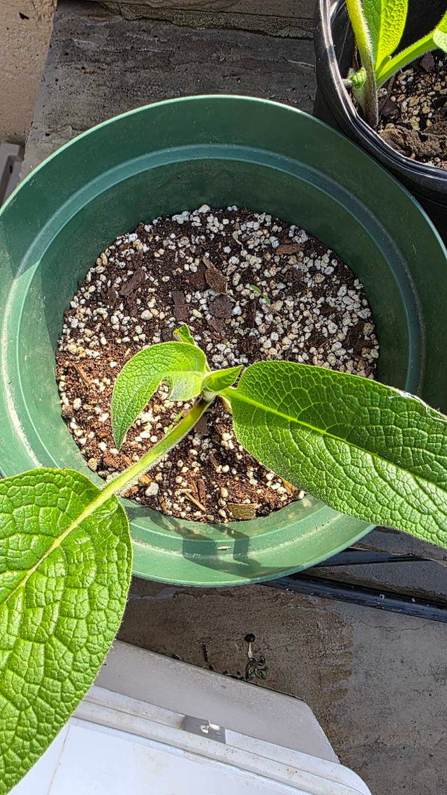 Comfrey Plants